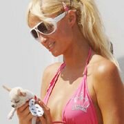 Paris Hilton looking cute as a button in her pink bikini and holding a baby chihuahua